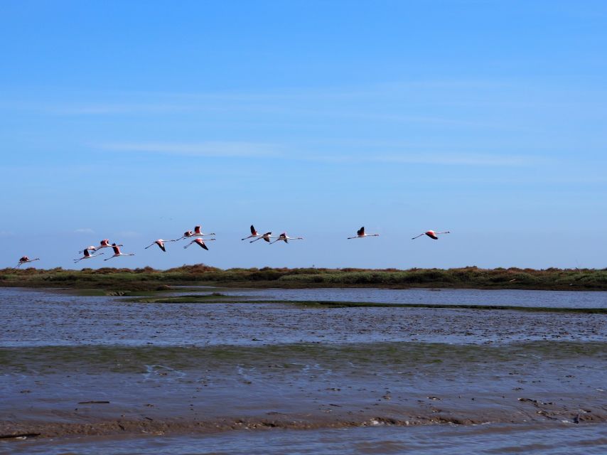 Lisbon: Tagus Estuary Nature Reserve Birdwatching Boat Tour - Meeting at Parque das Nações