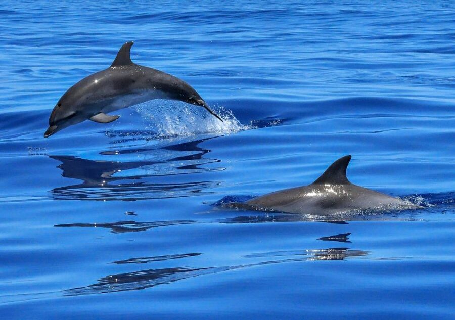 Lisbon: Tagus River Cruise to the Ocean & Dolphin Watching - Key points to know before you book