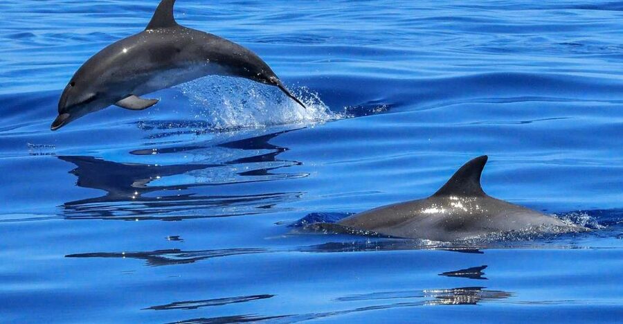 Lisbon: Tagus River Cruise to the Ocean & Dolphin Watching - From the Tagus to the open Atlantic