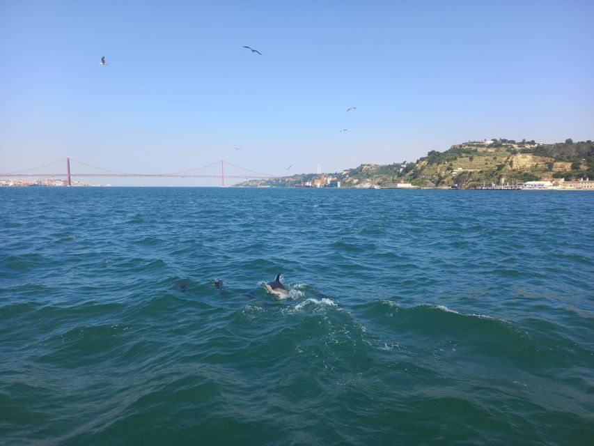 Lisbon: Tagus River Cruise to the Ocean & Dolphin Watching - The Tejo Power Station and the return through Lisbon