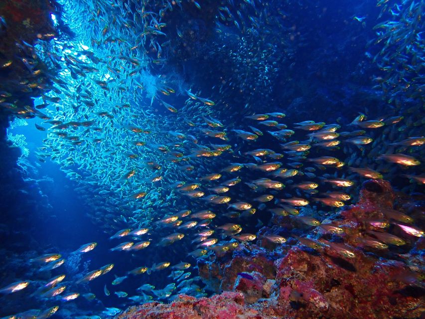 Lisbon: Try Dive in Arrábida Marine Reserve Setubal Sesimbra - What the $100 price includes
