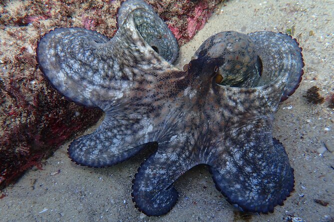 Lisbon: Try Scuba Diving in Arrabida Marine Reserve with photos - Reaching a maximum depth of 10 meters