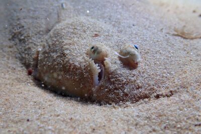 Try Scuba Diving in Arrabida Marine Reserve with photos