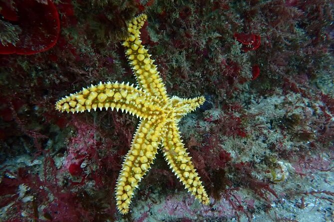 Lisbon: Try Scuba Diving in Arrabida Marine Reserve with photos - A three-hour schedule that stays manageable
