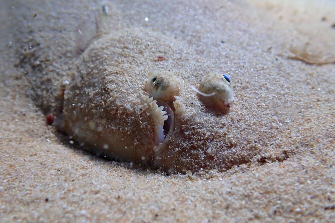Lisbon: Try Scuba Diving in Arrabida Marine Reserve with photos - Taking the boat into the Arrábida Marine Reserve