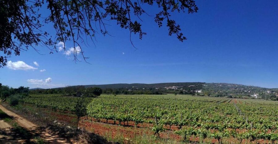 Loulé: Quinta da Tôr Winery Guided Tour and Wine Tasting - Algarve grapes and a warm-climate style