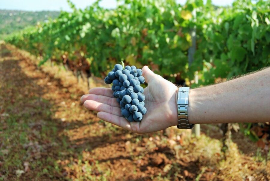 Loulé: Quinta da Tôr Winery Guided Tour and Wine Tasting - The setting: pool, terraces, and vineyard views