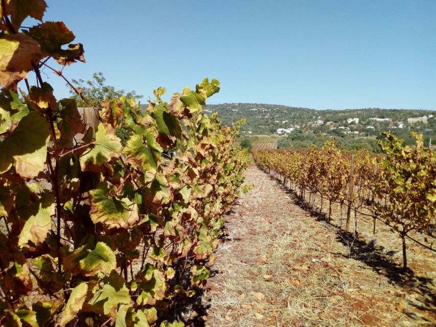 Loulé: Quinta da Tôr Winery Guided Tour and Wine Tasting - Staff, pace, and the feel of the visit