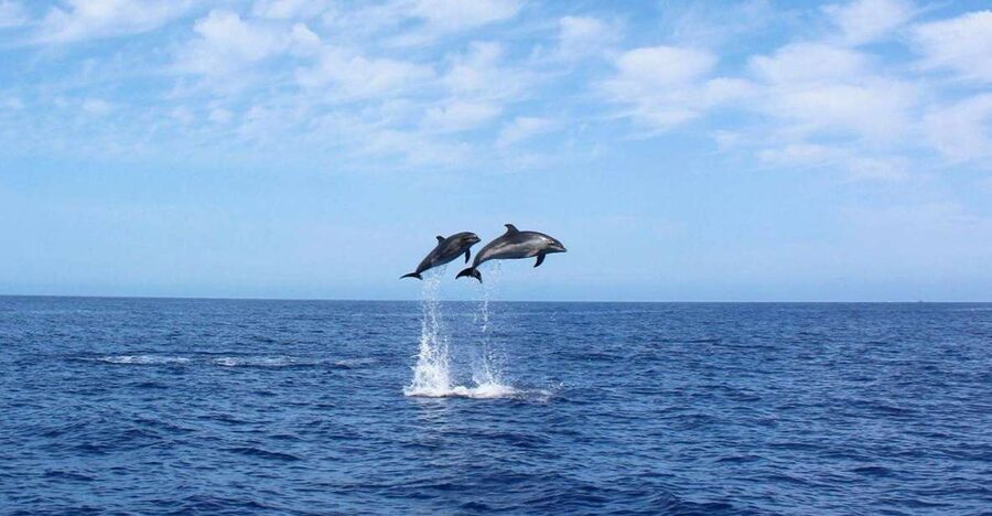 Madeira: 2.5-Hour Whale and Dolphin-Watching Cruise - Why This Cruise Works Best as Two Experiences