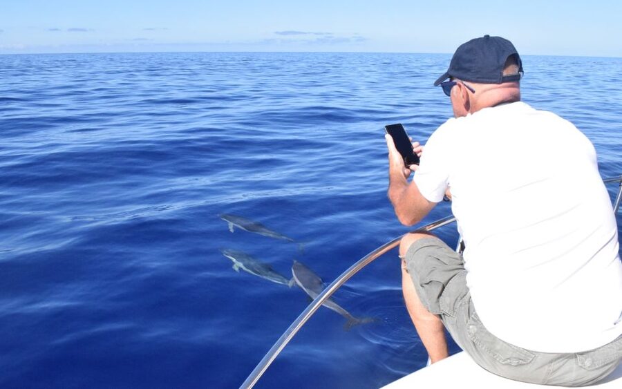 Madeira: 2.5-Hour Whale and Dolphin-Watching Cruise - The Swim and Snorkel Stop in Clear Water