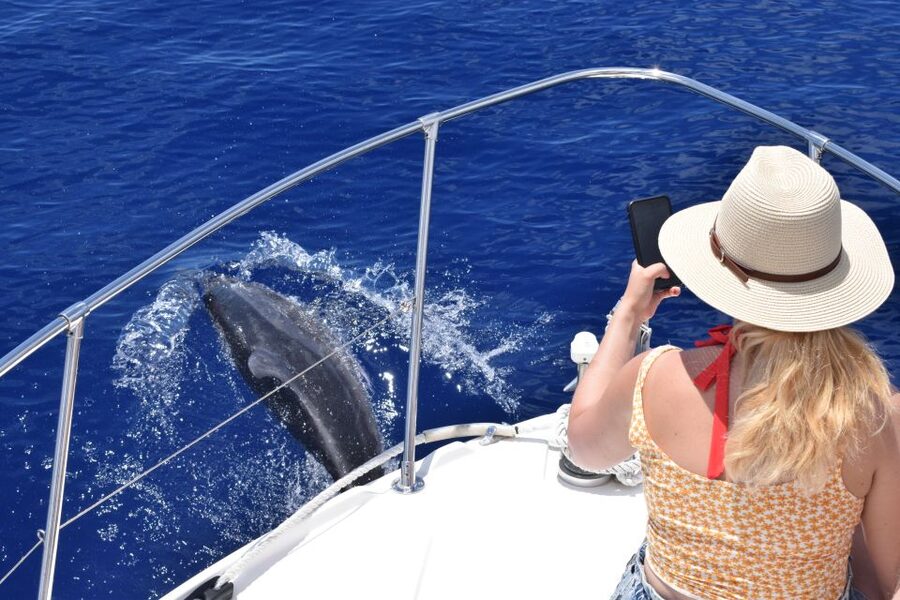 Madeira: 2.5-Hour Whale and Dolphin-Watching Cruise - Drinks, Photos, and Small Details That Matter