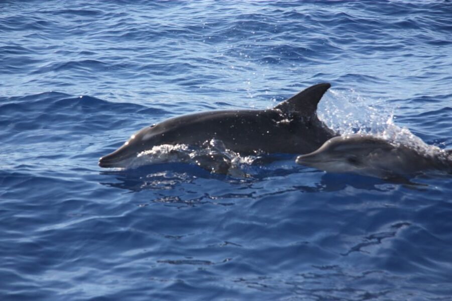 Madeira: 2.5-Hour Whale and Dolphin-Watching Cruise - Choosing the Right Departure Time