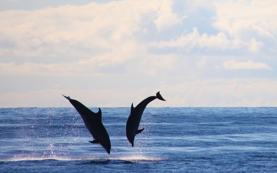 Madeira: 2.5-Hour Whale and Dolphin-Watching Cruise - Weather, Safety, and Physical Limits