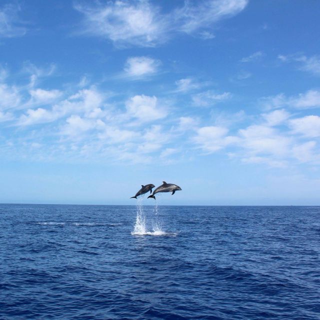 Madeira: 2.5-Hour Whale and Dolphin-Watching Cruise - A Comfortable Yacht for a Twelve-Person Maximum