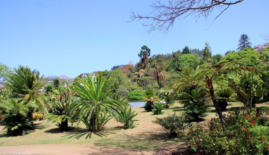 Madeira: Botanical Garden in a Tuk-Tuk Tour - An hour inside Madeira’s 80,000-square-meter garden