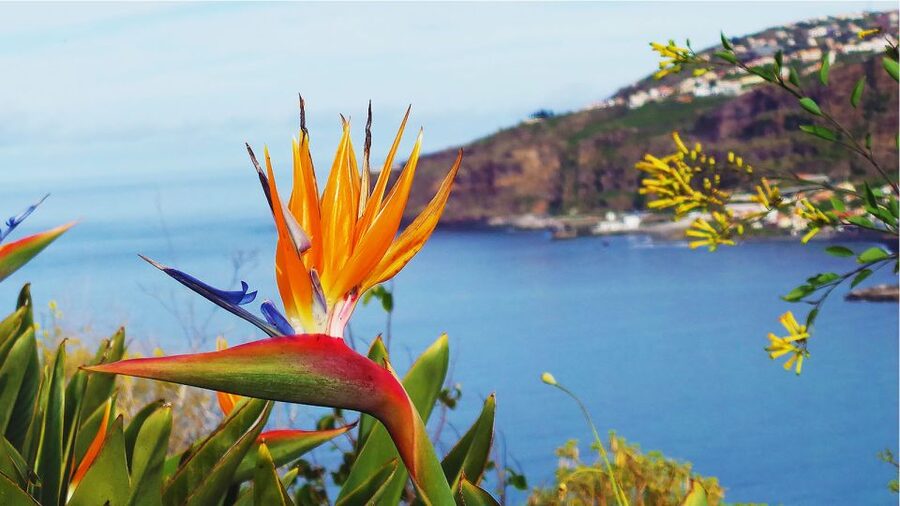 Madeira: Cabo Girao, Jeep Tour Adventure and Wine Tasting - Who should book it