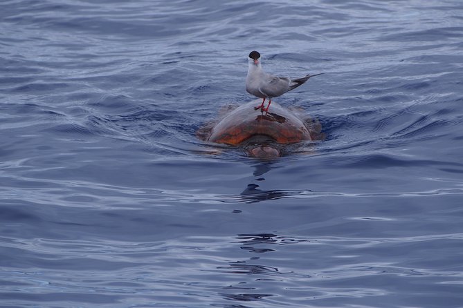 Madeira Dolphin and Whale Watching on a Ecological Catamaran - Who should book this Madeira cruise?