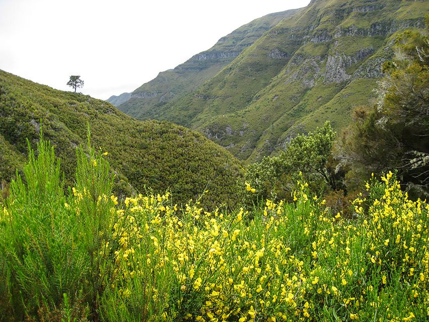 Madeira: Enjoy a Guided Levada Walk in the Rabaçal Valley - Why the Rabaçal Valley walk is special