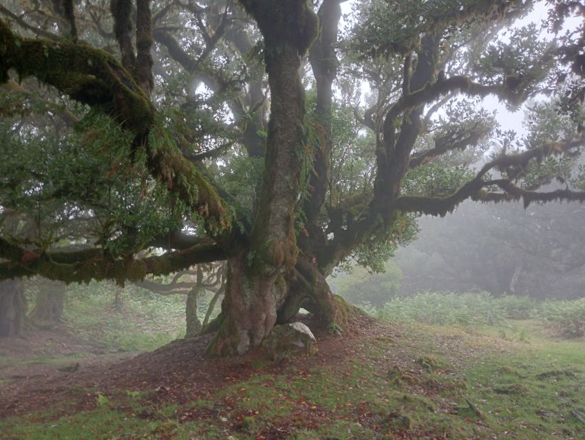 Madeira: Fanal Forest Guided Hiking Tour - Why Fanal Forest is worth your time
