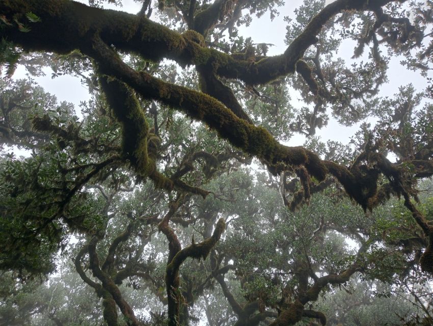 Madeira: Fanal Forest Guided Hiking Tour - A 105-minute walk among centennial trees