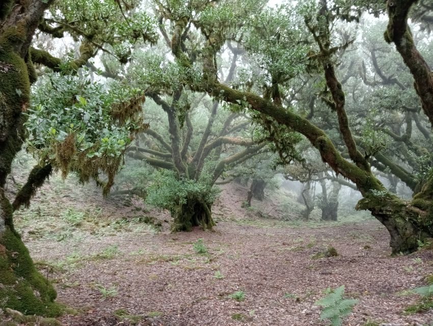 Madeira: Fanal Forest Guided Hiking Tour - Who should book this Fanal hike?