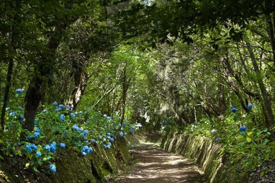 Madeira: Full-Day Laurel Forest Guided Walking Tour - Key points to know before you book