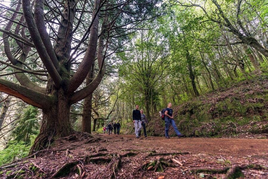 Madeira: Full-Day Laurel Forest Guided Walking Tour - What makes this Laurel forest walk special
