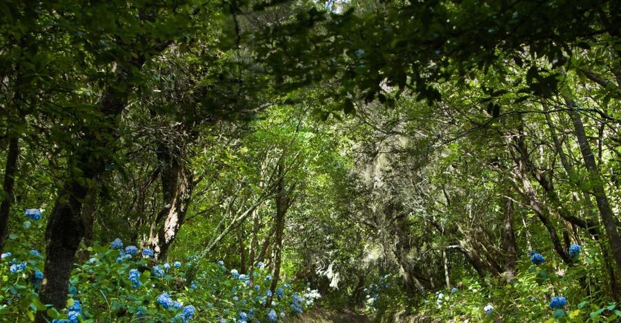 Madeira: Full-Day Laurel Forest Guided Walking Tour - Following the levada through Serra de São Jorge