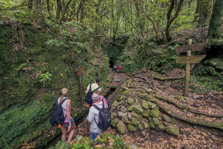 Madeira: Full-Day Laurel Forest Guided Walking Tour - Is this a moderate hike for you?