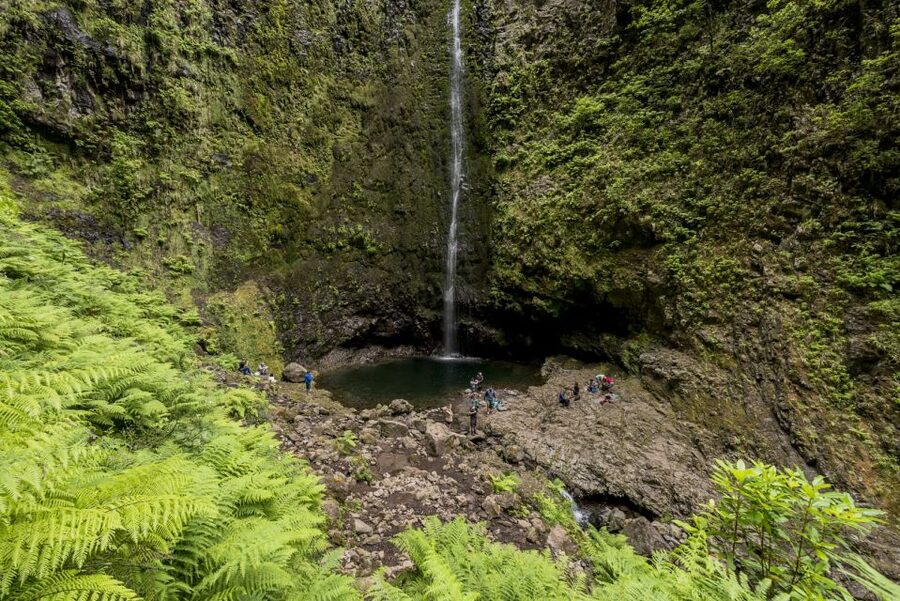 Madeira: Full-Day Laurel Forest Guided Walking Tour - Guide quality and group pace