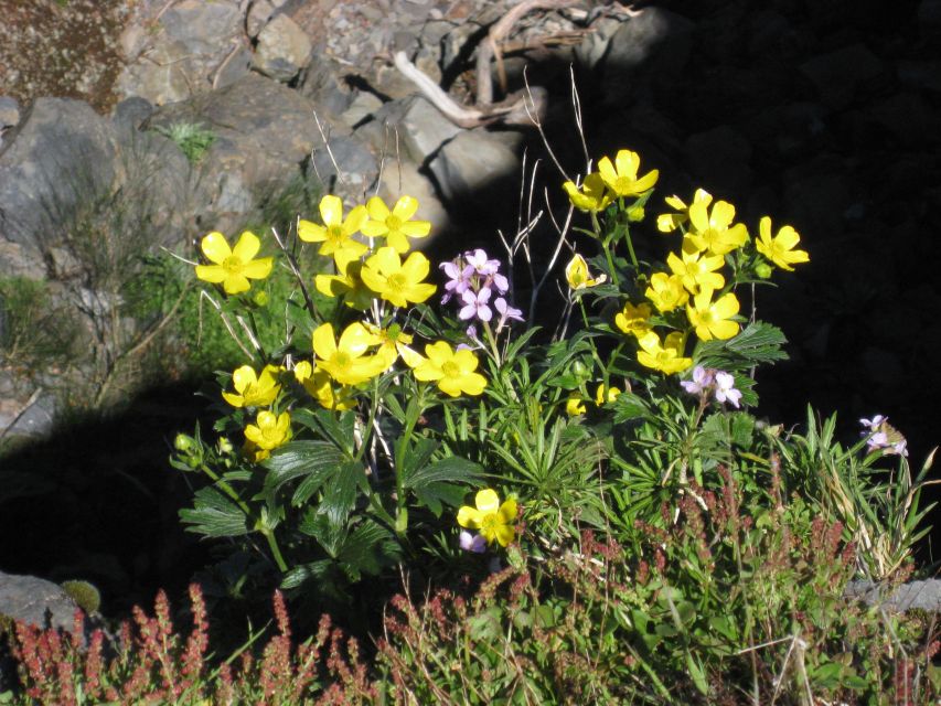 Madeira: Full-Day Pico Ruivo / Achada do Teixeira Walk - Cancellation and booking flexibility