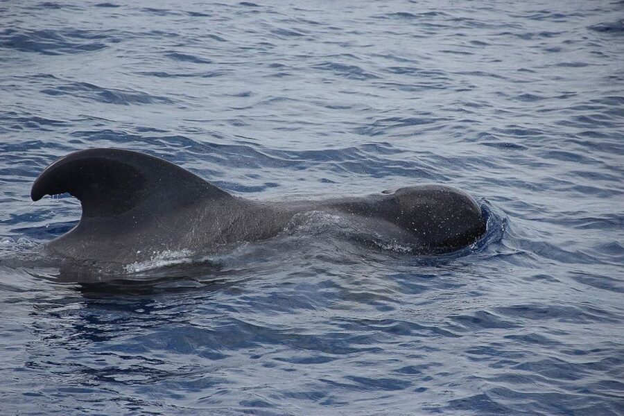 Madeira: Funchal Sunset Tour by Catamaran - The Cabo Girao swimming stop