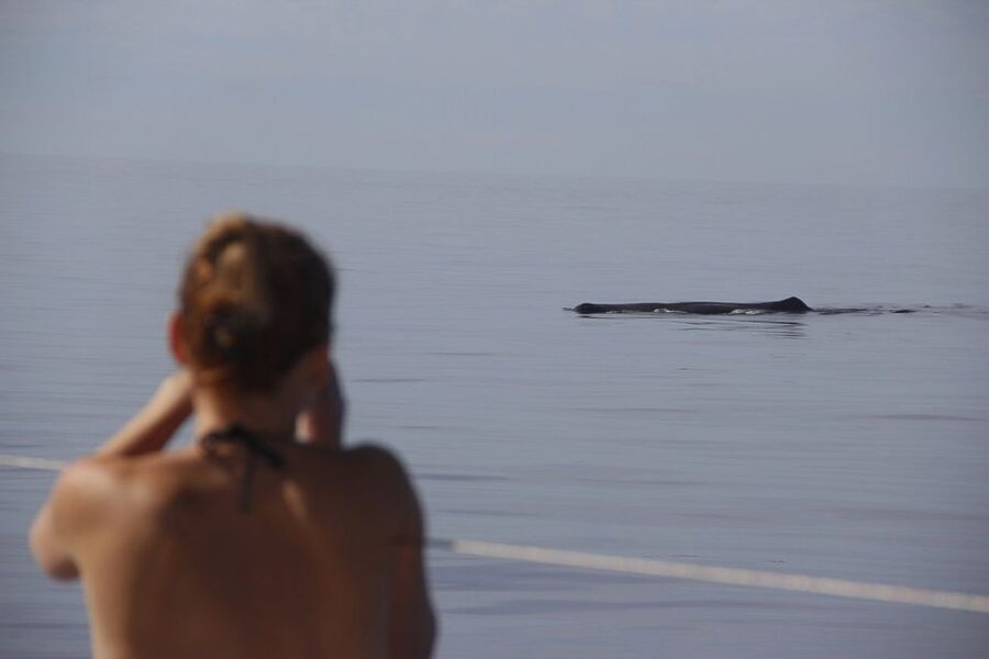 Madeira: Funchal Sunset Tour by Catamaran - Comfort, space, and the front netting