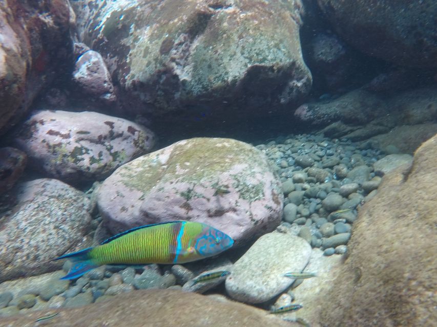 Madeira: Garajau Nature Reserve Kayak and Snorkel Tour - What happens when the sea is rough