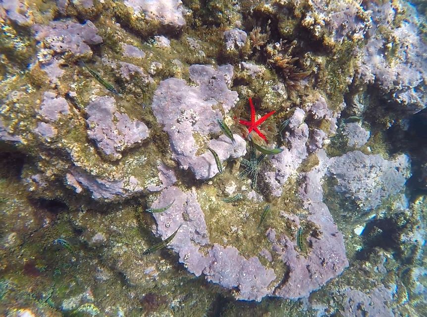 Madeira: Garajau Nature Reserve Kayak and Snorkel Tour - Equipment, guides, and practical details