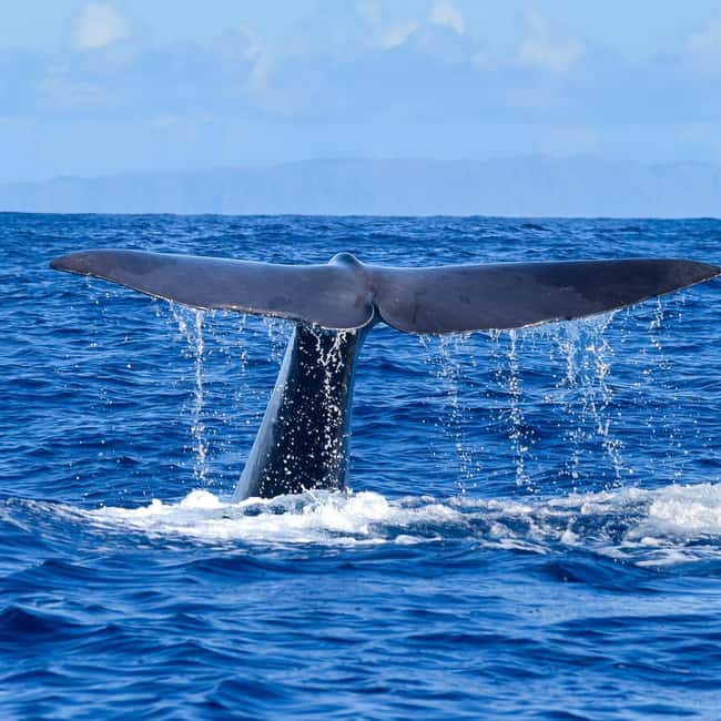 Madeira: Guaranteed Whales or Dolphins Watching Tour - Five things to know before you book