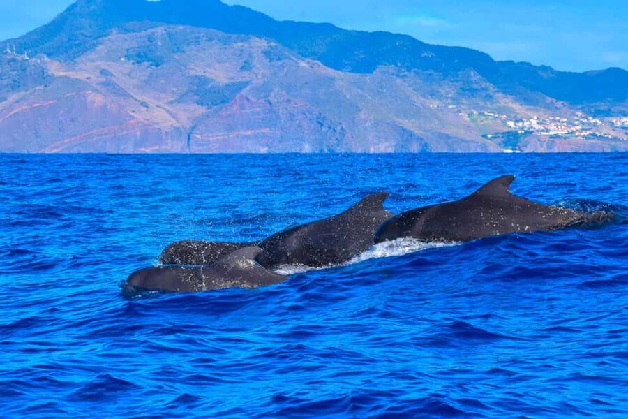 Madeira: Guaranteed Whales or Dolphins Watching Tour - Who should book this tour