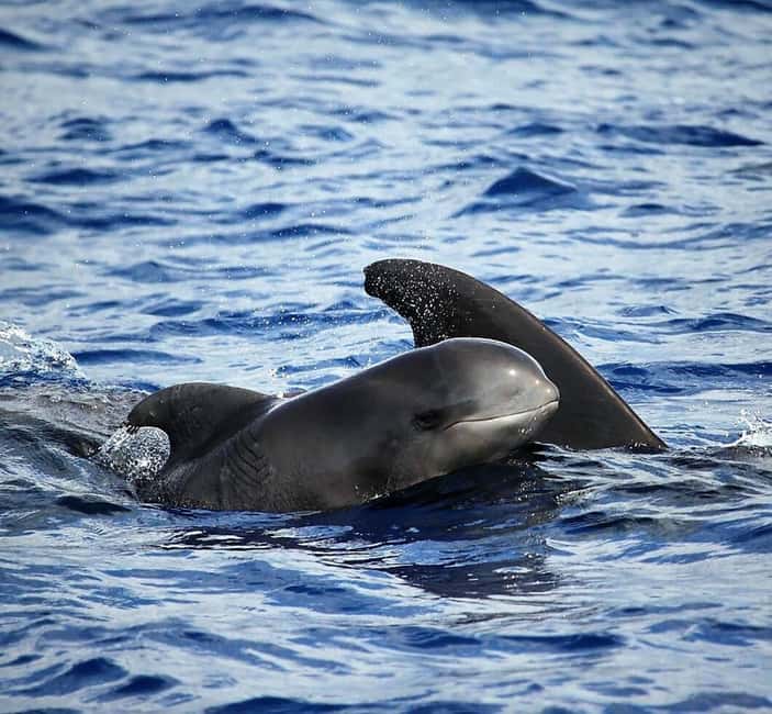 Madeira: Guaranteed Whales or Dolphins Watching Tour - The speedboat ride and the view from the water