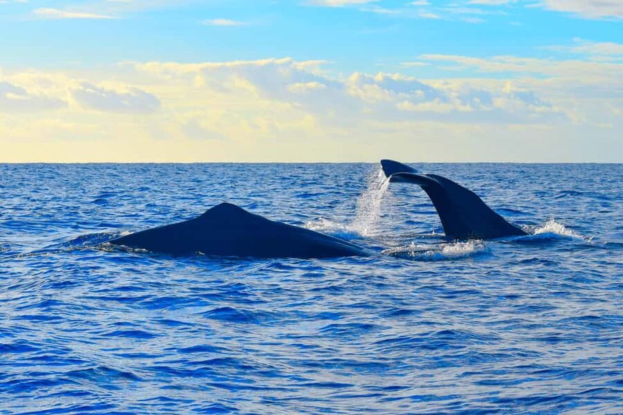 Madeira: Guaranteed Whales or Dolphins Watching Tour - How the land spotters improve your chances