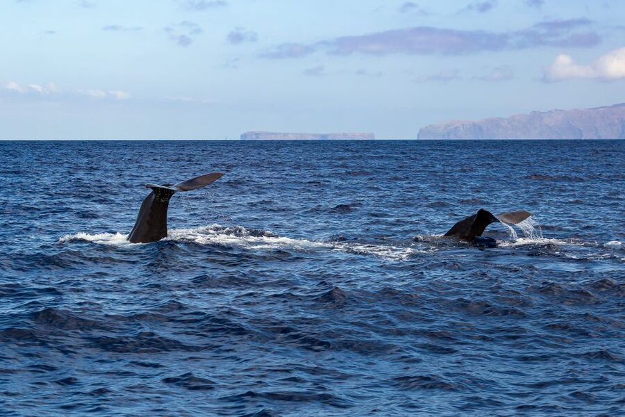 Madeira: Guaranteed Whales or Dolphins Watching Tour - The animals you might see off Madeira