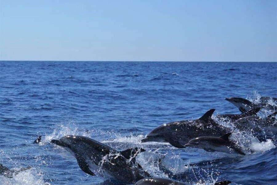 Madeira: Guaranteed Whales or Dolphins Watching Tour - A respectful approach to wild animals