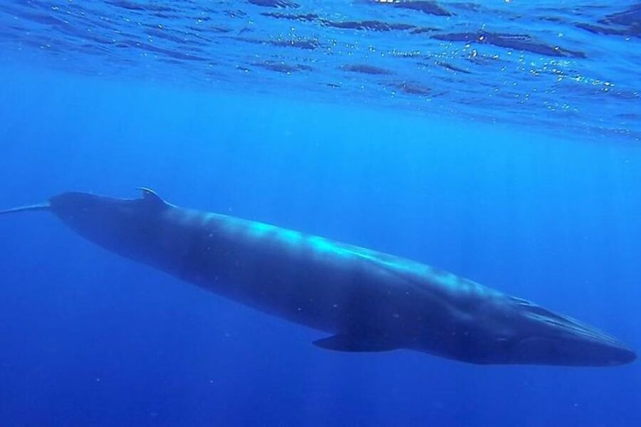 Madeira: Guaranteed Whales or Dolphins Watching Tour - What the two-hour itinerary is really like