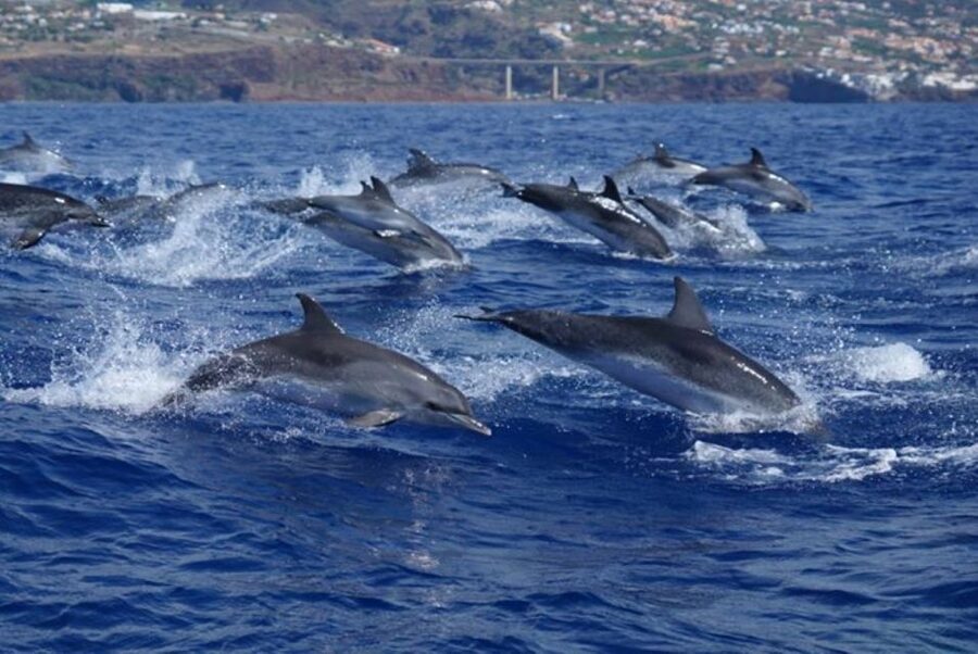 Madeira: Guaranteed Whales or Dolphins Watching Tour - Is $55 a fair price?