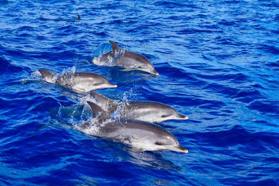 Madeira: Guaranteed Whales or Dolphins Watching Tour - Leaving Funchal from the new marina