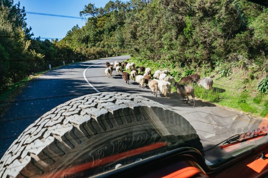 Madeira: Half-Day Pico Arieiro Jeep Tour - What $45 buys you, and where the limits are
