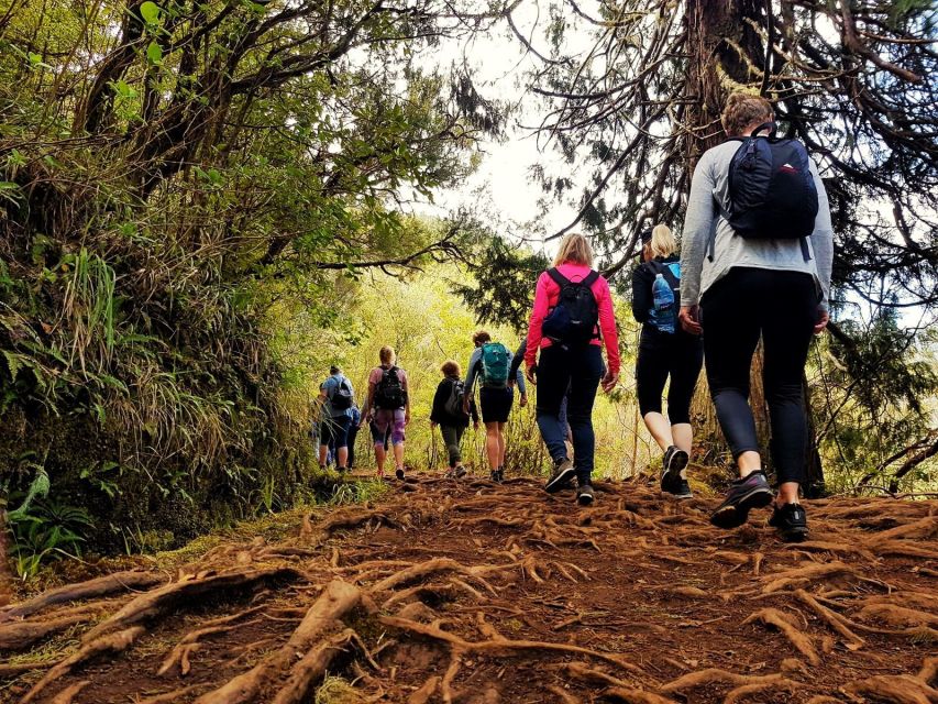 Madeira Island: Caldeirão Verde Levada Walk - Wildlife and Plants in Laurissilva Forest