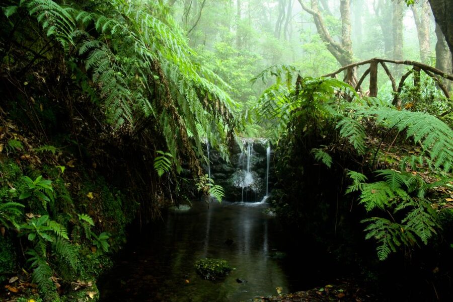 Madeira Island: Caldeirão Verde Levada Walk - Safety, Comfort, and What to Pack