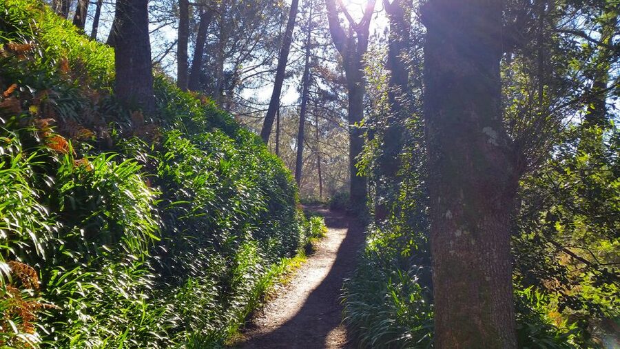 Madeira: Paradise Valley Levada Walk - What the guide adds to an easy route