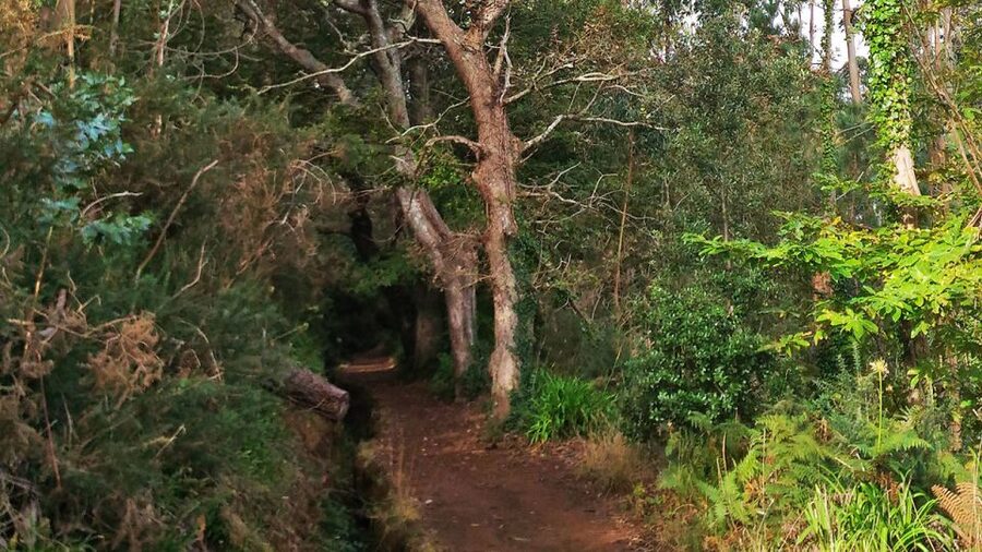 Madeira: Paradise Valley Levada Walk - How the four hours are likely to feel