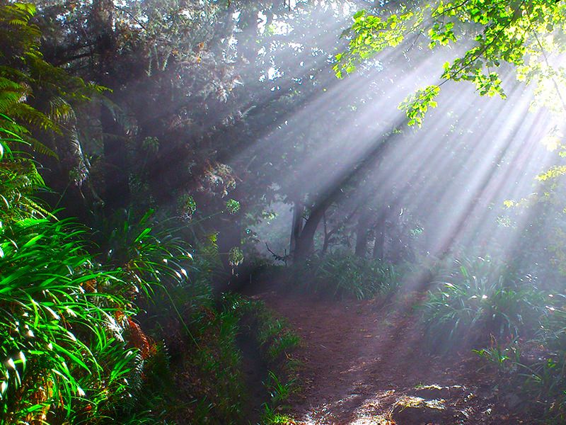 Madeira: Paradise Valley Levada Walk - A hidden forest with room to slow down